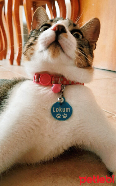 Tekir Kedi, Kedi  Lokum fotoğrafı