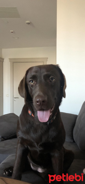 Labrador Retriever, Köpek  Arya fotoğrafı