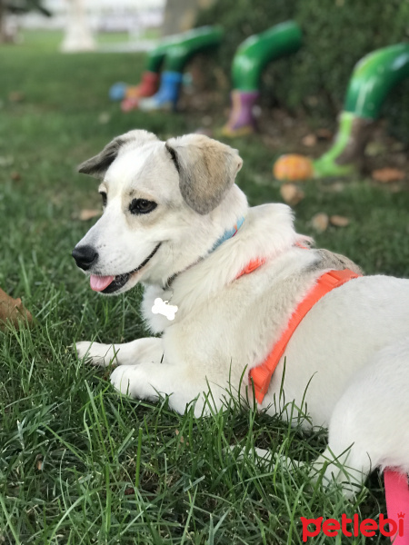 Jack Russell Terrier, Köpek  Bonbon fotoğrafı
