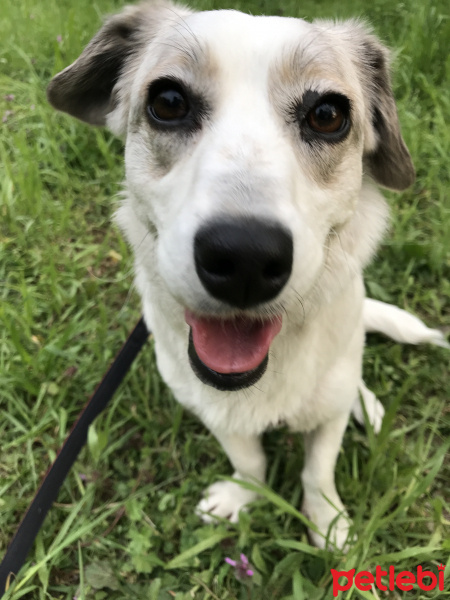Jack Russell Terrier, Köpek  Bonbon fotoğrafı