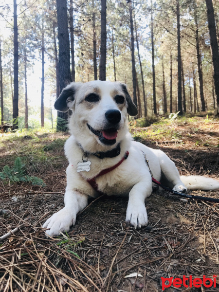 Jack Russell Terrier, Köpek  Bonbon fotoğrafı