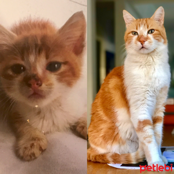Tekir Kedi, Kedi  Mercan fotoğrafı
