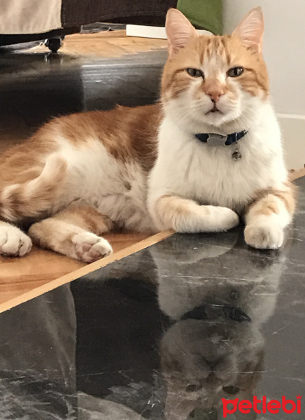 Tekir Kedi, Kedi  Mercan fotoğrafı