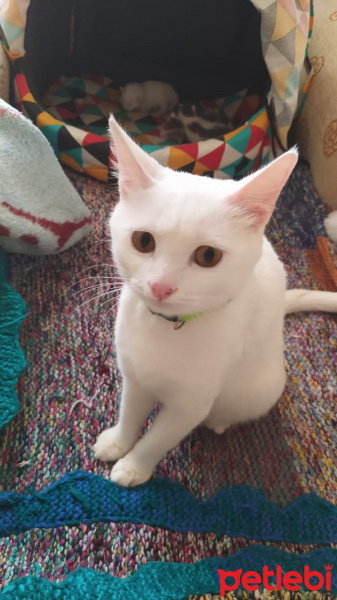 Ankara Kedisi, Kedi  Şila fotoğrafı