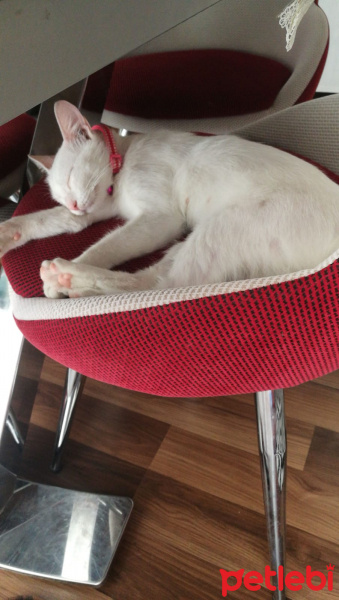 Ankara Kedisi, Kedi  Şila fotoğrafı