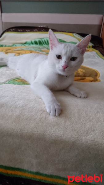 Ankara Kedisi, Kedi  Şila fotoğrafı