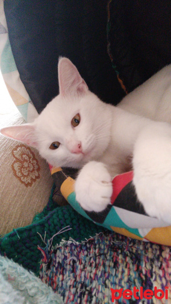 Ankara Kedisi, Kedi  Şila fotoğrafı
