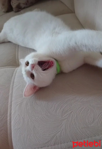 Ankara Kedisi, Kedi  Şila fotoğrafı