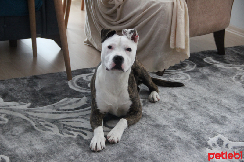 Amerikan Staffordshire Terrier, Köpek  Minik fotoğrafı