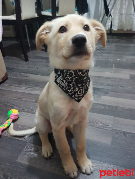 Sokö (Sokak Köpeği), Köpek  Çiko fotoğrafı