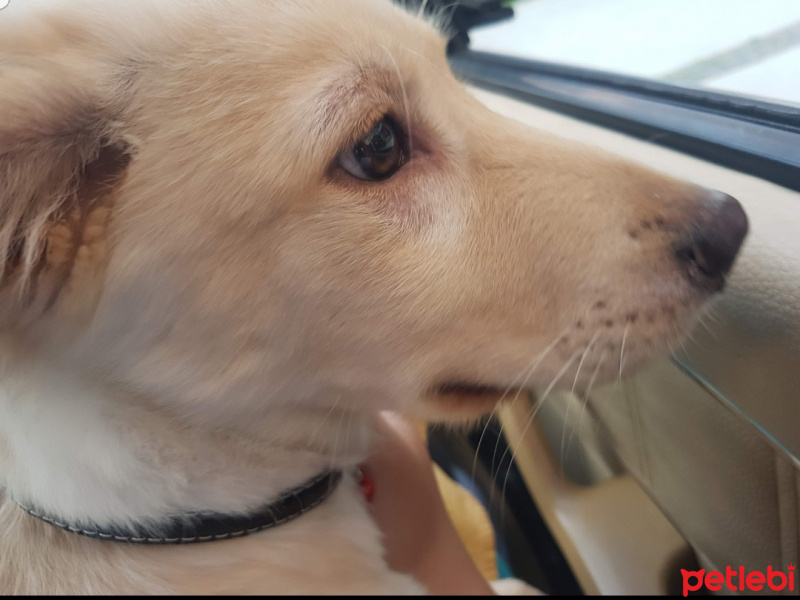 Sokö (Sokak Köpeği), Köpek  Çiko fotoğrafı