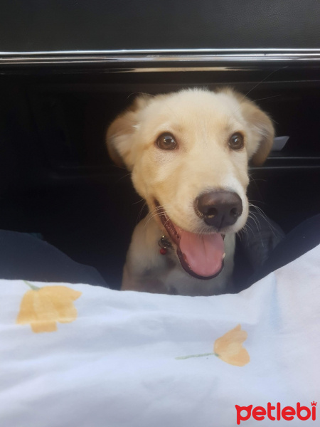 Sokö (Sokak Köpeği), Köpek  Çiko fotoğrafı
