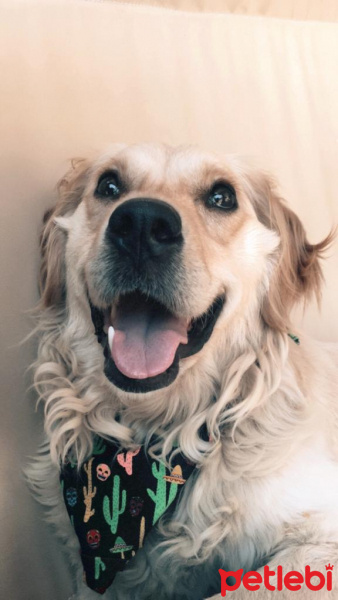 Golden Retriever, Köpek  Maya fotoğrafı
