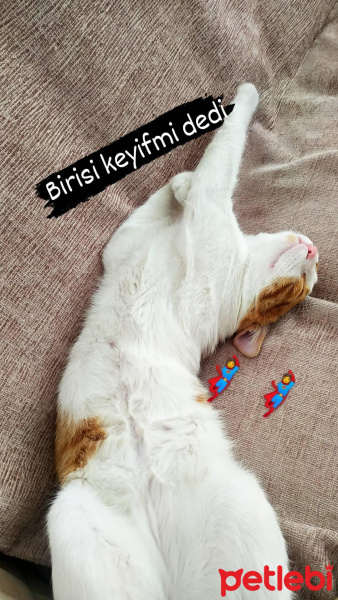 Tekir Kedi, Kedi  Badem fotoğrafı