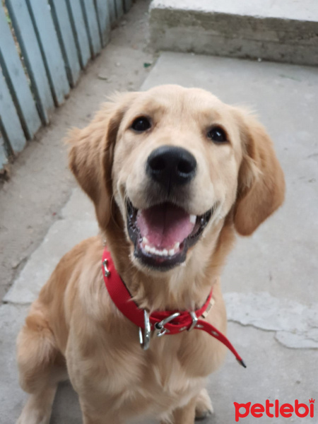 Golden Retriever, Köpek  Hera fotoğrafı