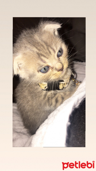Scottish Fold, Kedi  Royem fotoğrafı