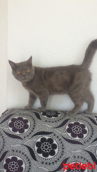 Scottish Fold, Kedi  Duman fotoğrafı