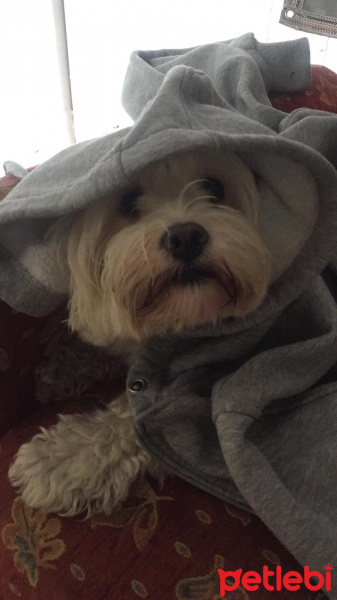 Maltese, Köpek  Arya fotoğrafı