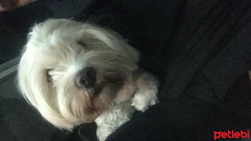 Maltese, Köpek  Arya fotoğrafı