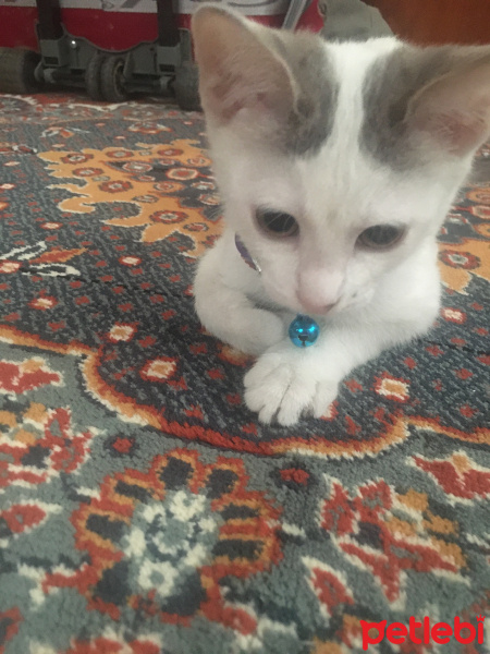 Tekir Kedi, Kedi  Çakır fotoğrafı