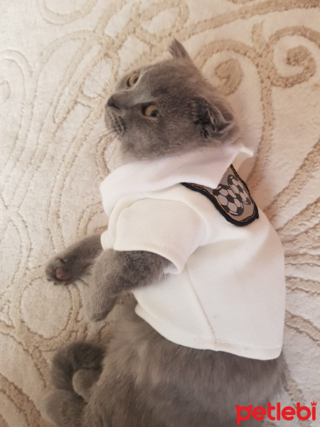 Scottish Fold, Kedi  Şanlı fotoğrafı
