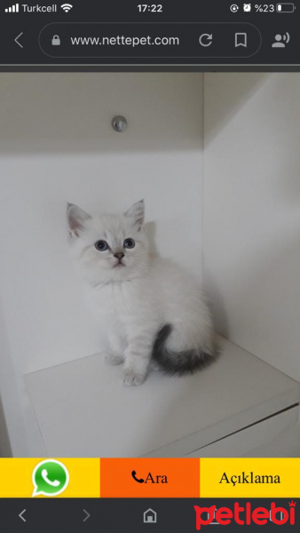 British Shorthair, Kedi  Dudu fotoğrafı