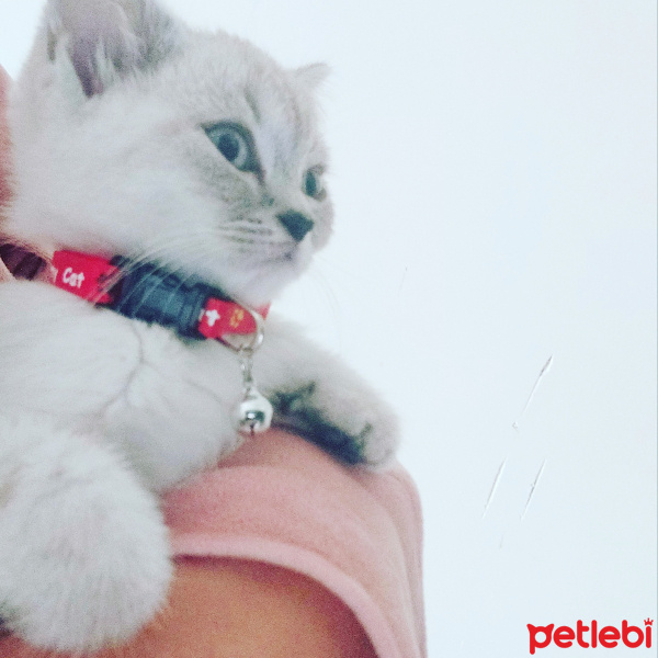 British Shorthair, Kedi  Dudu fotoğrafı