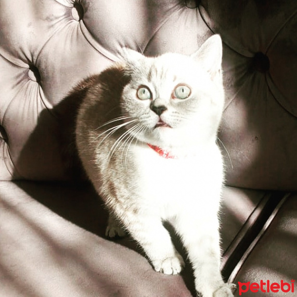 British Shorthair, Kedi  Dudu fotoğrafı