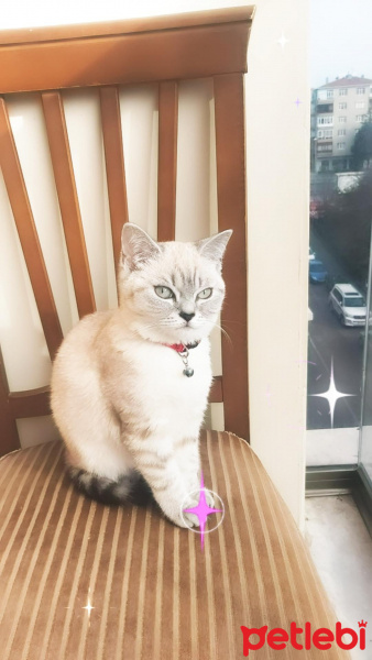 British Shorthair, Kedi  Dudu fotoğrafı