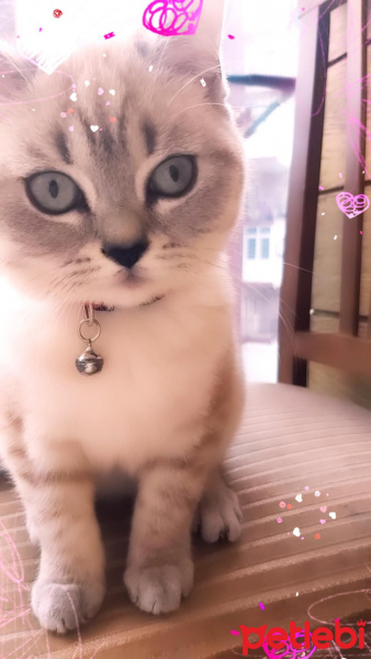 British Shorthair, Kedi  Dudu fotoğrafı