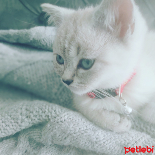 British Shorthair, Kedi  Dudu fotoğrafı