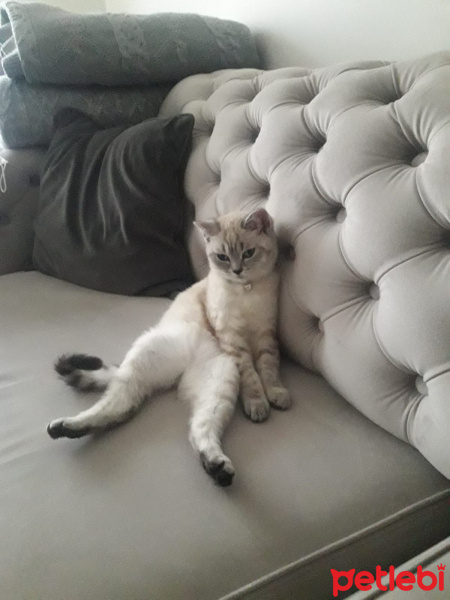 British Shorthair, Kedi  Dudu fotoğrafı