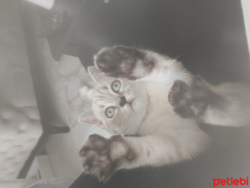 British Shorthair, Kedi  Dudu fotoğrafı