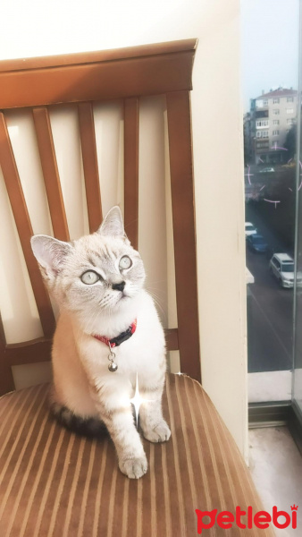 British Shorthair, Kedi  Dudu fotoğrafı