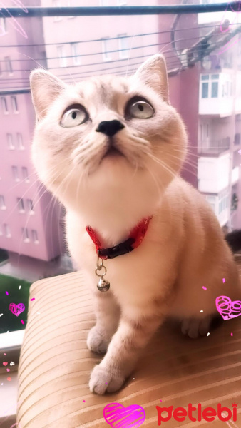 British Shorthair, Kedi  Dudu fotoğrafı