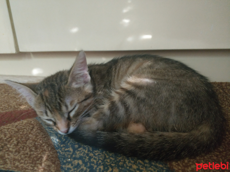 Tekir Kedi, Kedi  Bal fotoğrafı