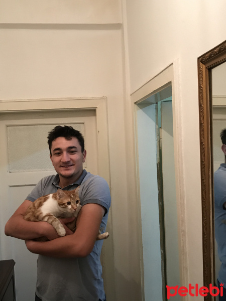 Tekir Kedi, Kedi  Miço fotoğrafı