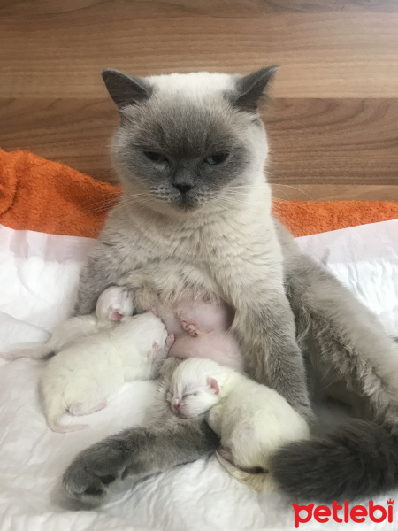 British Shorthair, Kedi  Coco fotoğrafı