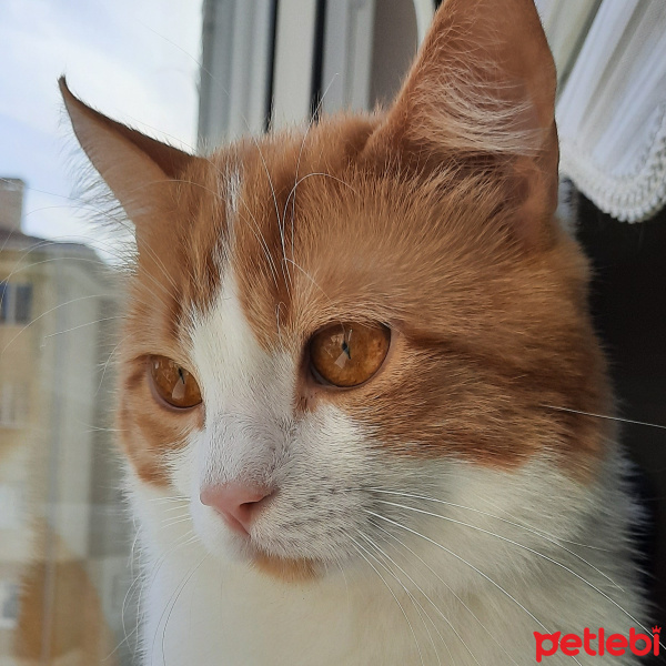 Norwegian Forest, Kedi  Bal fotoğrafı