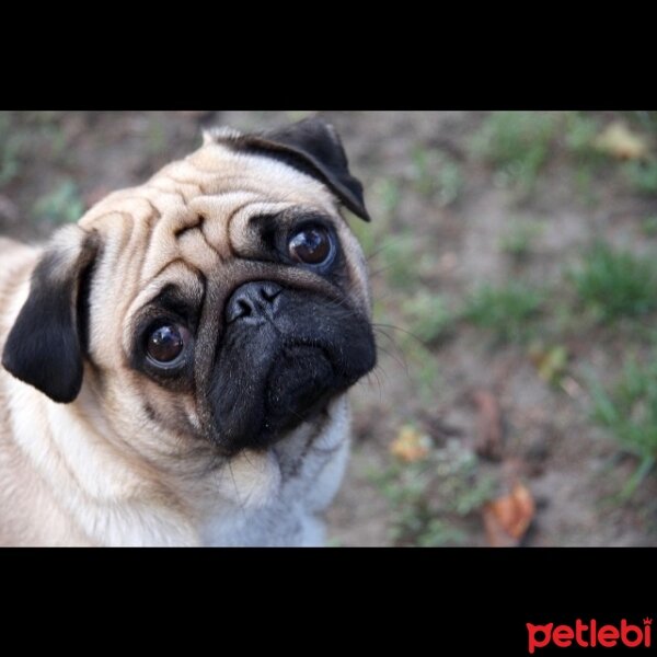 Pug, Köpek  Deyzi fotoğrafı