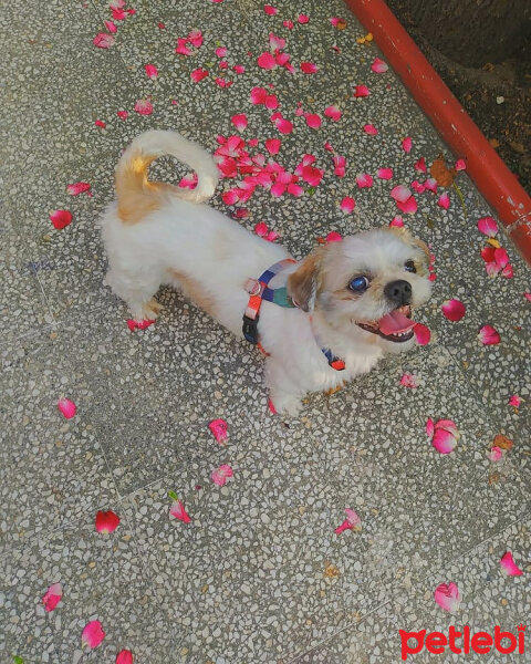 Shih Tzu, Köpek  Fistik fotoğrafı