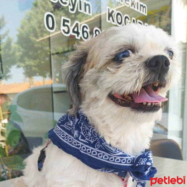 Shih Tzu, Köpek  Fistik fotoğrafı