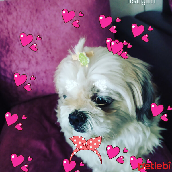 Shih Tzu, Köpek  Fistik fotoğrafı