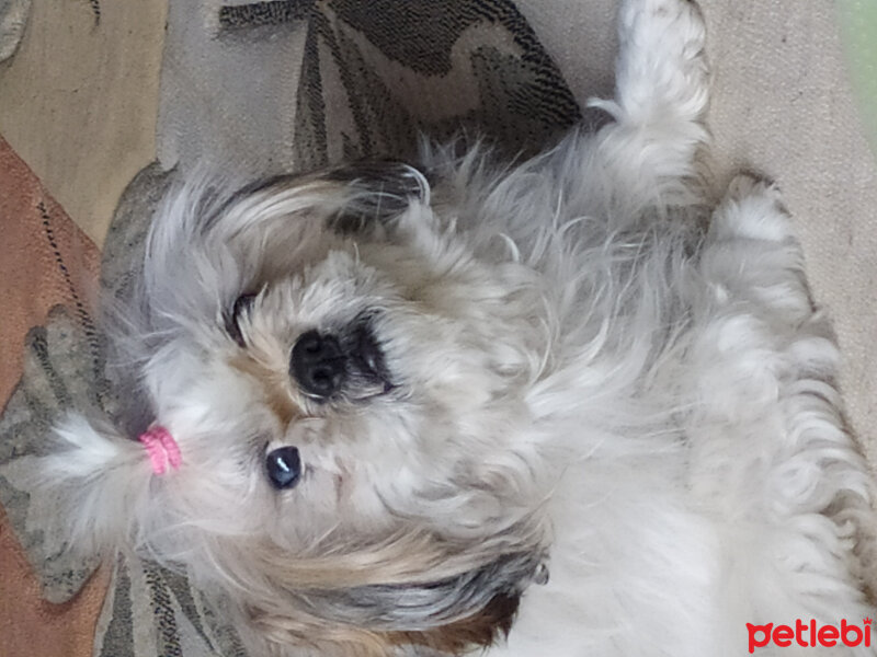 Shih Tzu, Köpek  Fistik fotoğrafı