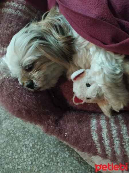 Shih Tzu, Köpek  Fistik fotoğrafı