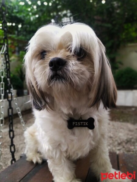 Shih Tzu, Köpek  Fistik fotoğrafı