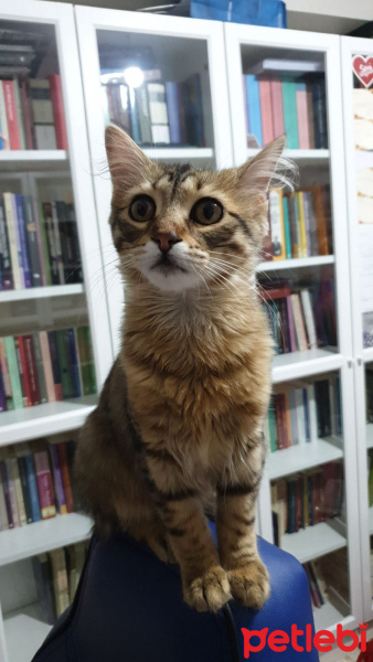 Tekir Kedi, Kedi  Boncuk fotoğrafı