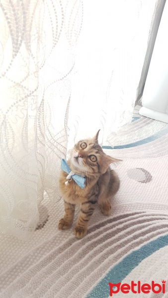 Tekir Kedi, Kedi  Boncuk fotoğrafı