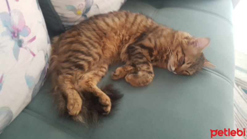Tekir Kedi, Kedi  Boncuk fotoğrafı