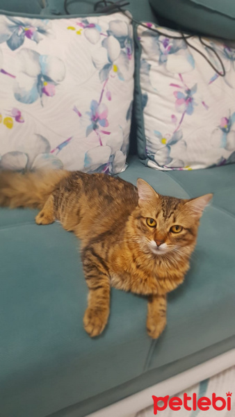 Tekir Kedi, Kedi  Boncuk fotoğrafı
